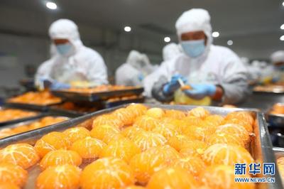 安徽淮北:延伸果蔬加工产业链 出口罐头生产忙